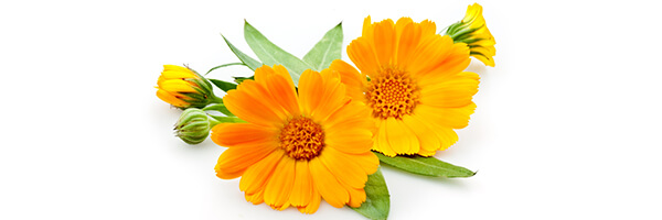 Le macérât huileux de Calendula